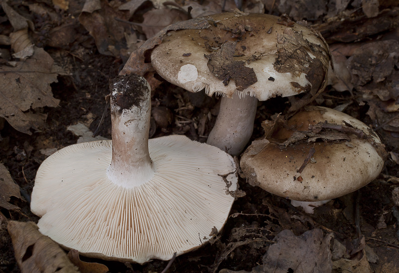 Russula acrifolia